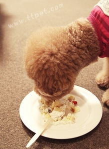 狗狗吃零食好吗,狗狗吃零食有什么注意事项