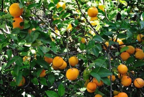 橙子有多少品种,南非橙有哪些品种
