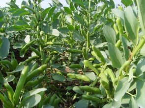 蚕豆播种方法及栽培要点,豫西南蚕豆最佳播种什么时间豆最佳播种时间