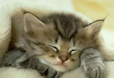 每天醒来，猫都睡在头上是一种什么体验？