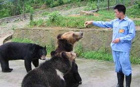 被惨无人道地活取胆汁 18头黑熊在重庆获救 
