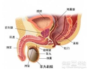 前列腺癌根治术后指标