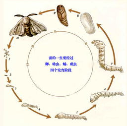 蚕励志语录_作茧自缚亦能化茧成蝶什么意思？