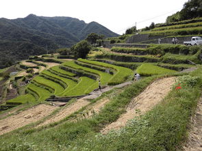 千好茶叶武夷岩茶（千好名茶价格表）