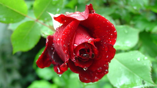 乌梅子酱玫瑰花是真花吗 乌梅子玫瑰的花语是什么意思啊
