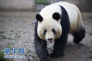 我国圈养大熊猫繁殖进入今年高峰期 