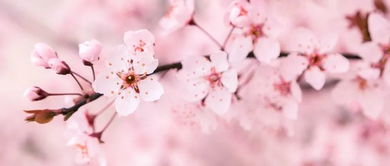 关于樱花的精美诗句