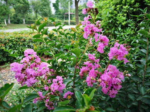 花开上百天的紫薇花,还能养成大型盆景,花量实在是太丰富了