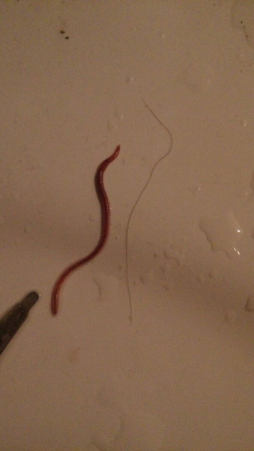 我想问这个虫子是什么虫子 我在浴室的洗手池旁边发现的 不知道什么虫子 比头发粗点,之前也遇到过 