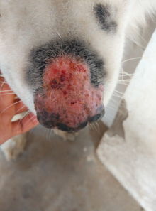 萨摩耶狗的鼻子得了什么病 眼睛边上掉了毛的皮肤跟鼻子上的一样