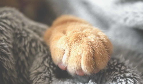 辟谣 猫抓板可以代替剪指甲 猫咪磨爪有限,定期修剪防受伤