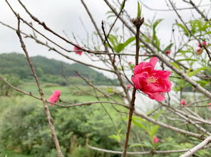 5月感情运最旺,良缘牵线的生肖