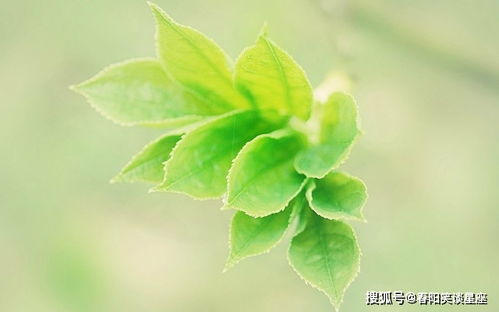 丰衣足食造句子150字—自己种菜收获的心情的句子？