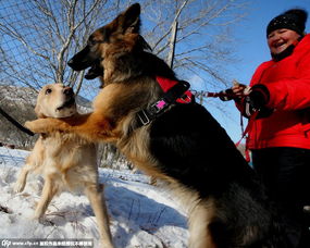 俄罗斯举行狗狗趣味比赛 萌犬雪地拼表情 