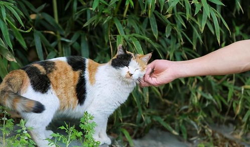 为啥养 三花猫 的人这么少 因为不愿经历这5大痛苦 