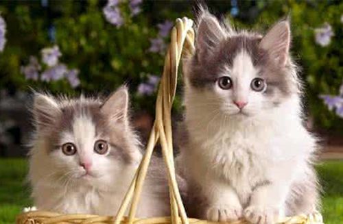 兄妹猫能生小猫吗,兄妹猫能配种吗,兄妹猫可以繁殖么