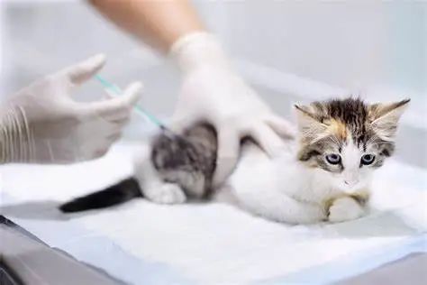 猫咪接种疫苗的不良反应有哪些 哪些需要立即就医