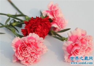 各种花的花语含义介绍 了解花语再送花是对人的礼貌 3 