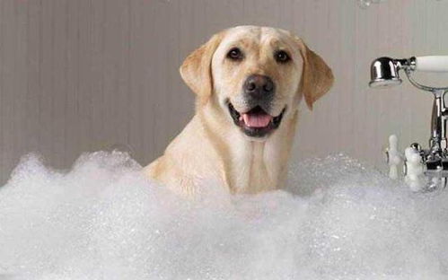 哪些情况下不能给狗狗洗澡 时机选得不对,会危害到汪的性命哦