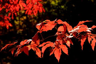 Best autumn color glowing leaves