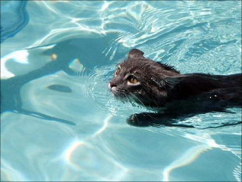为什么猫天生会游泳,还怕水 