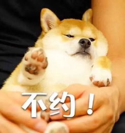 doge什么意思(qq表情doge什么意思)