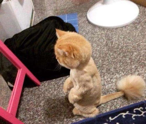 千万不要让猫咪照镜子, 否则它要么疯, 要么自恋于美貌无法自拔
