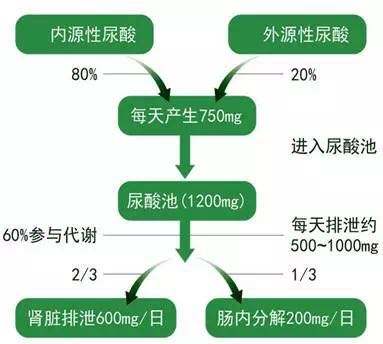 痛风患者为什么要多喝水 是能止痛,还是能降酸