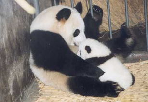 大熊猫的生育 