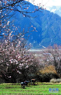 西藏林芝 桃花村 里春来早