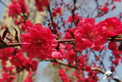 威海碧桃花开 红艳似火