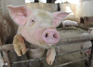 养猪技术 猪场如何做好口蹄疫的防控