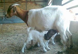 母羊头上有角吗 母羊和公羊的区别是什么