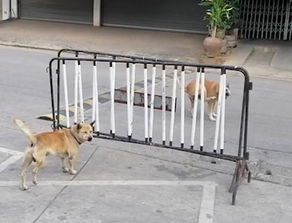 泰国两狗隔围栏对吼而 不动手 路人拍下滑稽瞬间