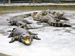 广东每年至少吃掉10万鳄鱼 进口受限走私猖獗 
