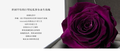 天秤座守护花 天秤座守护色 天秤座的幸运色是什么颜色 roseonly诺誓 