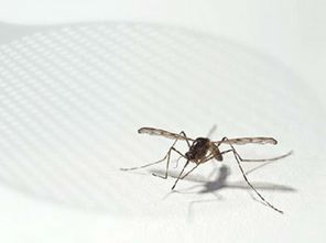 蚊子为什么喜欢在耳边 蚊子飞到耳朵里怎么办