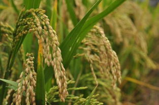 谷是什么农作物,稻和谷有什么区别？