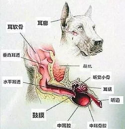 关于狗狗耳朵的冷门知识和相关疾病,学问还挺多