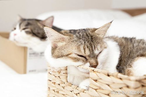 对猫来说舒服的床有5个特征,有顶盖会更好,窗户旁也得放置猫床