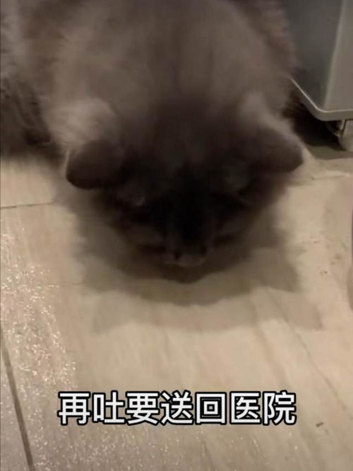 南京11岁男孩虐猫 残忍行为的背后,是家长蛮横无理的溺爱