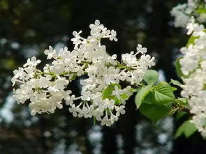 丁香花表达了什么情感 丁香花的人生启示