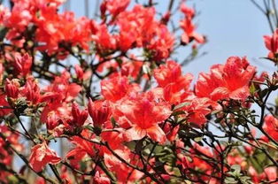红杜鹃花有香味吗？
