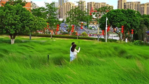 再等30天深圳光明红花山公园的粉黛乱子草就上线了 