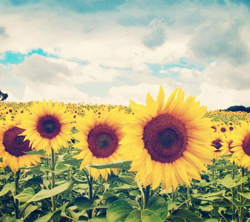 向阳花的花语是什么意思,向日葵代表什么心情
