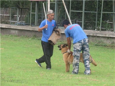 图 拉布拉多怎么训练 北京训狗学校 撕咬家具 北京宠物服务 
