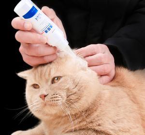 养猫,家里最好常备这6种药,从此不怕猫咪生病