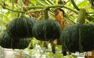 日本南瓜种植技术与管理,南瓜种植时间及方法秋季