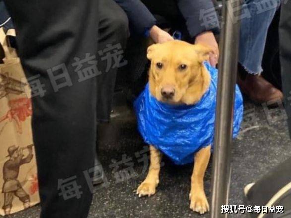 为了能带狗狗上地铁,纽约市民也是拼了,狗狗 我还能行