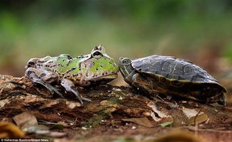 青蛙搭顺风车骑乌龟 嫌慢下来推着走